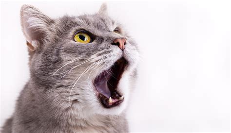 Почему коты дышат ртом