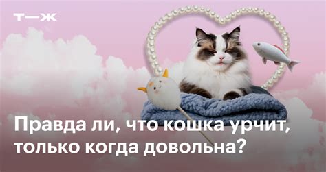 Почему котята урчат, как тракторы?