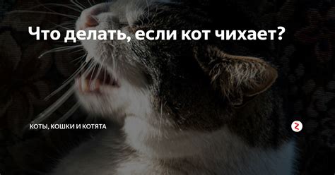 Почему кот начал кашлять?