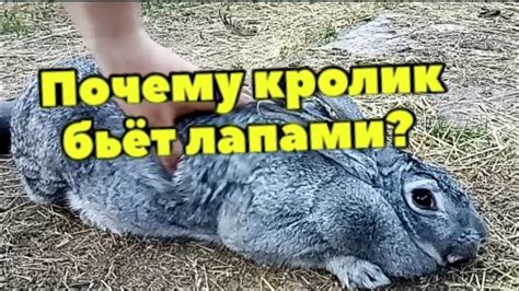 Почему крольчиха стучит задними лапами и как это понять?