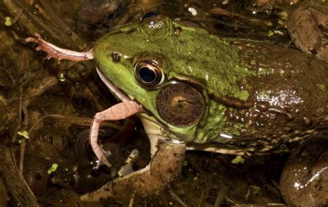 Почему нужно кормить жабу: важность питания и улучшение пищеварения