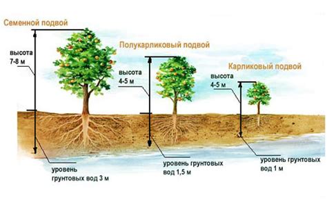 Почему нужны суперкарликовые подвои