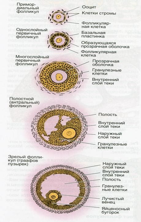 Почему отсутствие доминантного фолликула проблема?