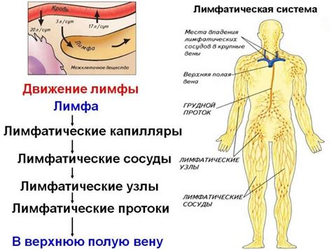 Почему очищение лимфы необходимо