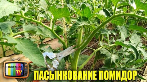 Почему пасынкование необходимо для растений?