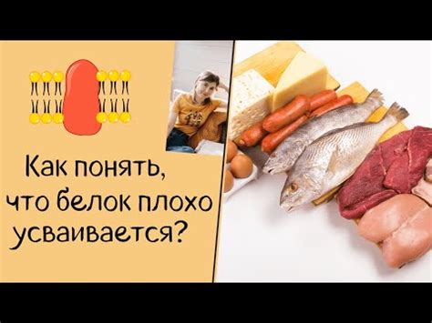 Почему сложно усваивается белок и как это исправить