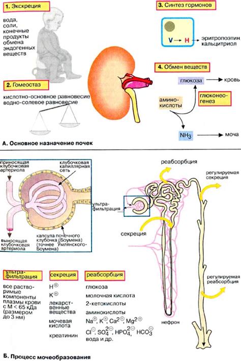 Почему снижается секреторная функция почек?