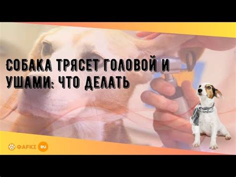 Почему щенку трясется голова: распространенные причины и что делать