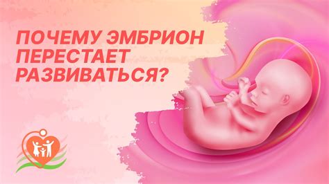 Почему эмбрион лизируется?