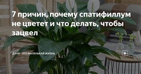 Почему эпицция не цветет и что делать?