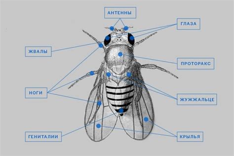 Появление и особенности плодового насекомого