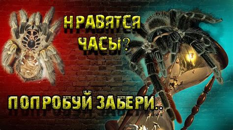 Появление паука в снах мужского пола: неизвестные страхи и скрытые обстоятельства появления