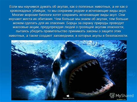 Практические рекомендации для анализа снов о погибших животных моря – акулах