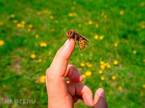 Практическое применение: как использовать образы с шершнями и снежными плантациями в повседневной жизни