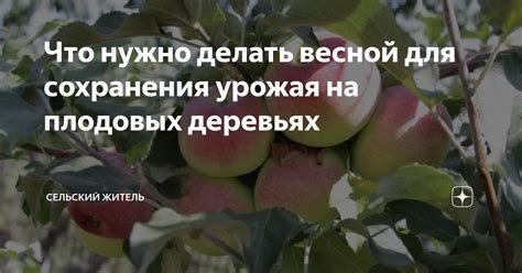 Превентивные меры для сохранения вишневого урожая