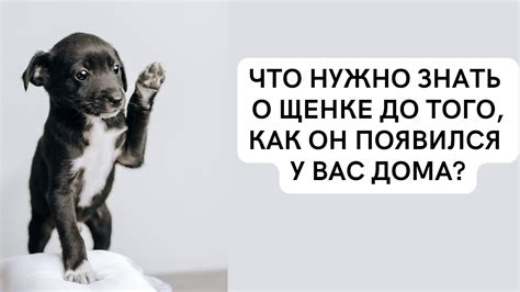 Предзнаменование в сновидениях: почему сон о щенке можно рассматривать как важное сообщение