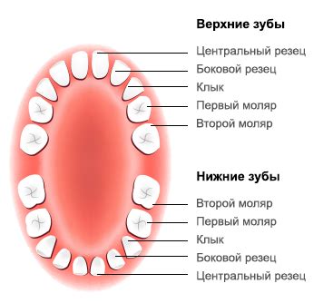 Предзнаменования, связанные со сновидениями о ребенке, у которого впервые начинают расти зубы