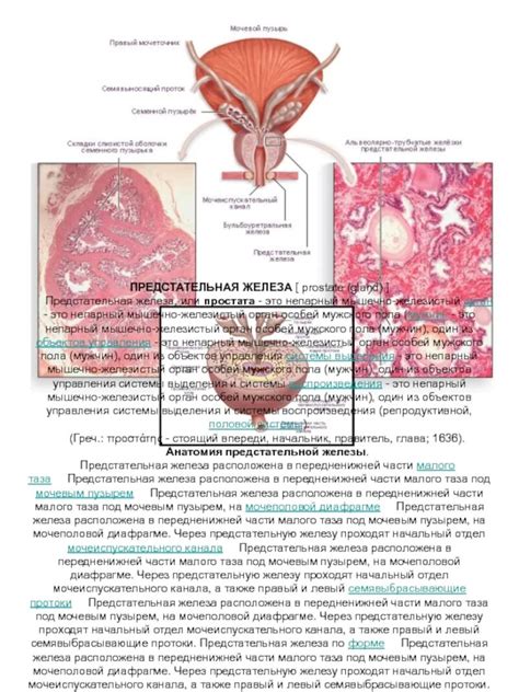 Предстательная железа: анатомия и функции