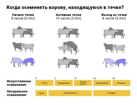 Преимущества искусственного осеменения