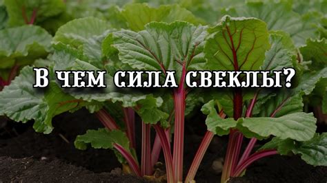 Преимущества использования односемянной свеклы в сельском хозяйстве