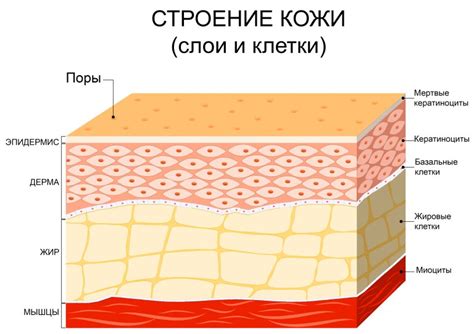 Преимущества поджаренной кожи для организма