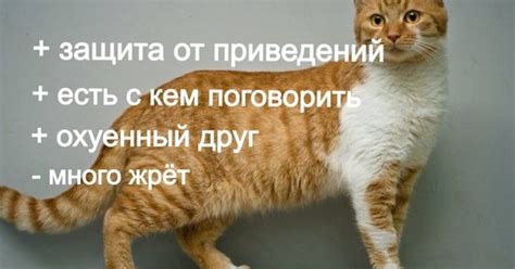 Преимущества показа кота