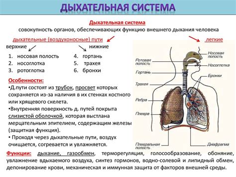 Преимущества ровного дыхания для нервной системы