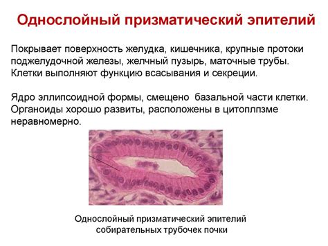 Призматический эпителий: основные характеристики