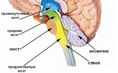 Признаки ЭЭГ дисфункции стволовых структур мозга