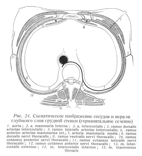 Признаки возрастных изменений грудной клетки