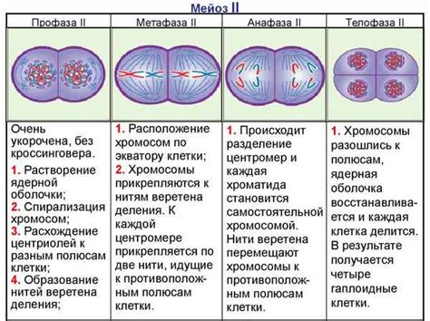 Признаки начала и окончания фазы