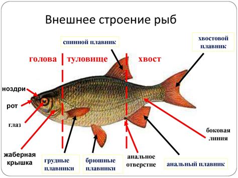 Признаки открытого рта у рыбы