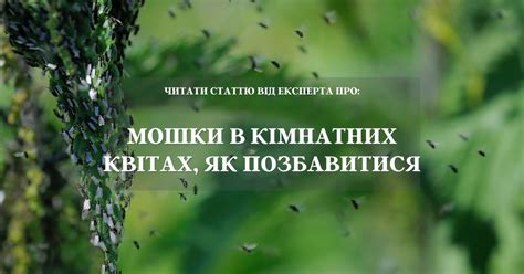 Признаки поражения: как определить наличие белых мошек