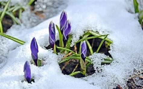 Признаки прихода весны