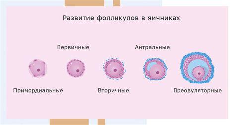 Признаки развития фолликула