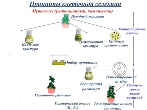 Применение аллельных пар в селекции и генетических исследованиях