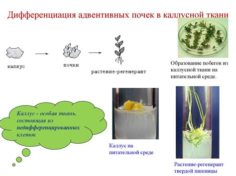 Применение генеративных побегов в селекции растений