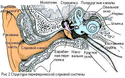 Применение ринофонического звука в музыке