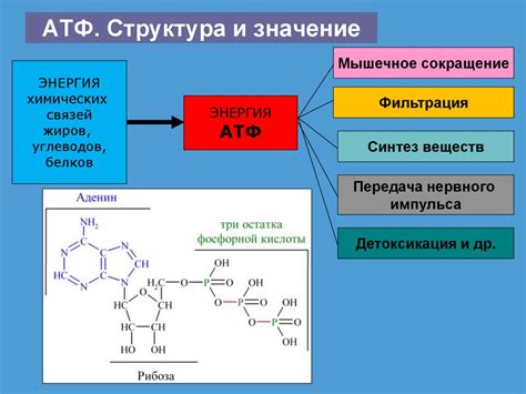 Примеры веществ, кумулирующихся в организме