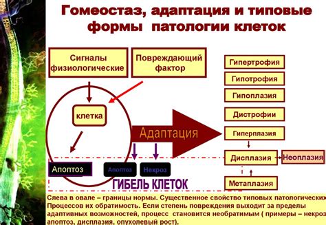 Примеры гомеостаза в организме