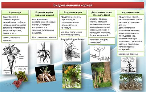 Примеры изменений, не являющиеся видоизменением корня