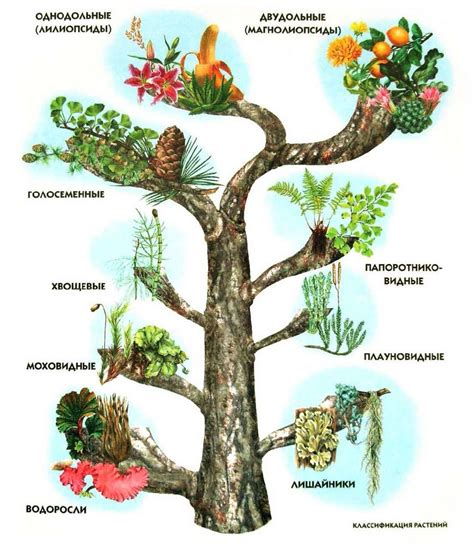 Примеры классификации растений