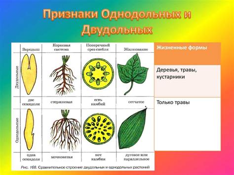 Примеры однодольных растений: