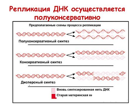 Примеры полуконсервативной репликации