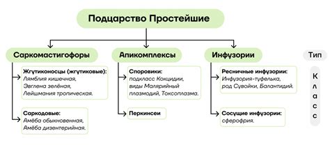 Примеры простейших