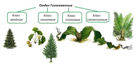 Примеры растений, являющихся пионерами растительности