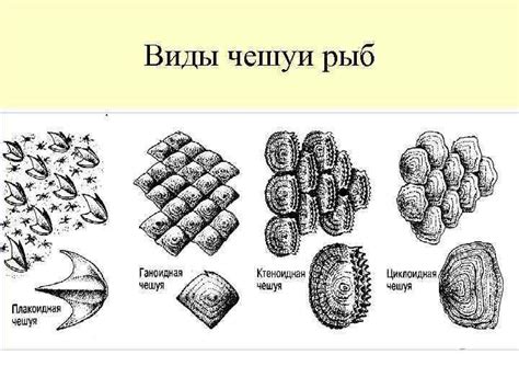 Примеры удельной чешуи у разных видов