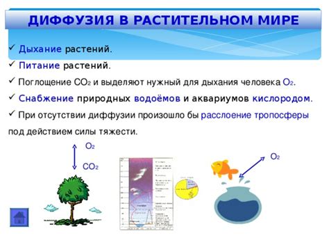 Примеры эмбрионической лизации в растительном мире