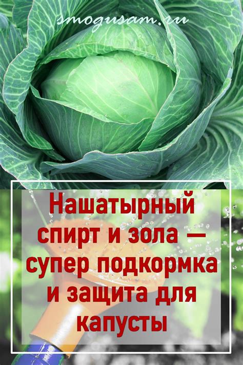 Приметы, связанные с измельчением капусты для избавления от вредителей: смысл сновидения