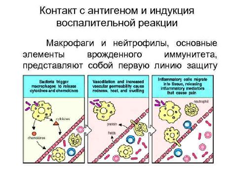 Принципы аутоиммунного ответа